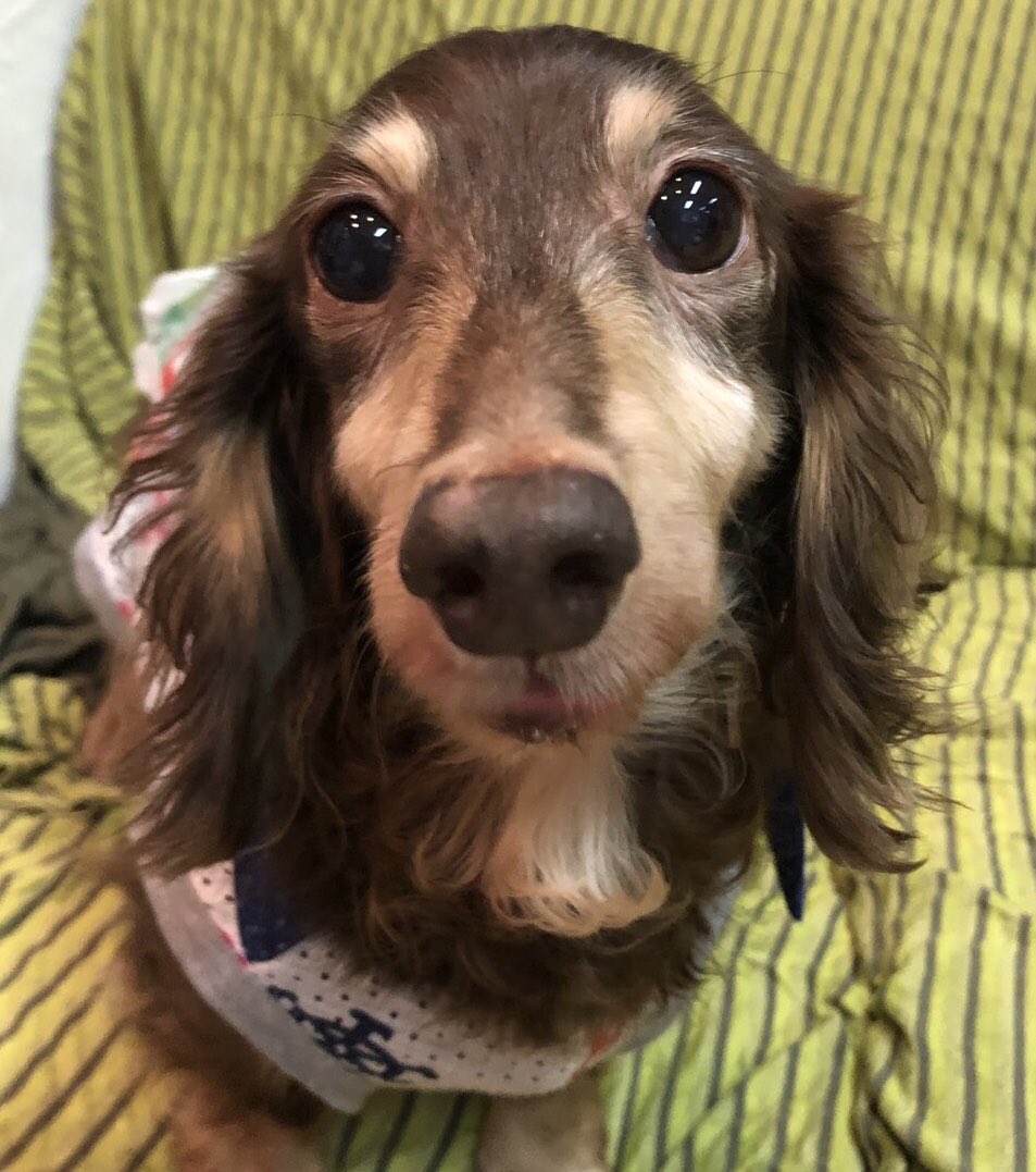 【運命の赤い糸見～つけた💓Mダックスのスイートレン君💕】2019,8,17